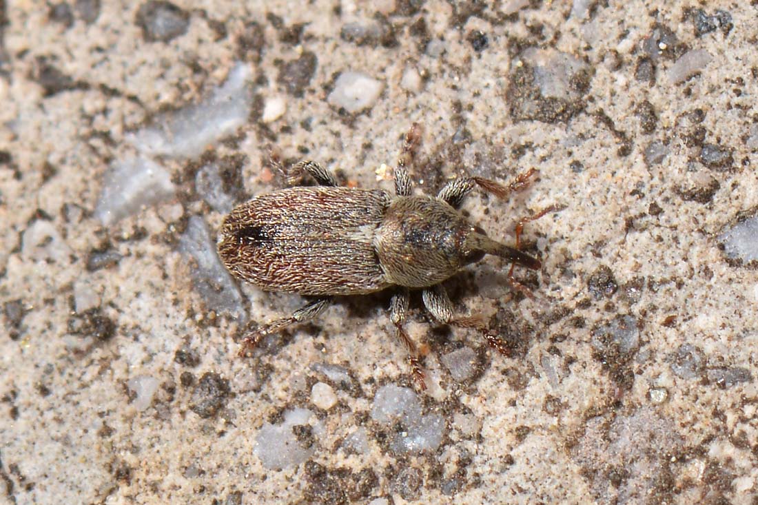 Curculionidae: Tychius cuprifer?   S !